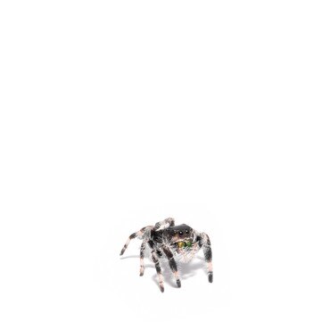 Regal Jumping Spider